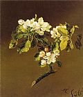 A Spray of Apple Blossoms 1870 by Martin Johnson Heade